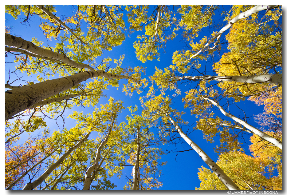 Beautiful autumn weather scenic view looking up with blue sky above covered in colorful high country golden aspen trees. Colorado Fine art nature landscape photography poster prints, decorative canvas prints, acrylic prints, metal prints, corporate artwork, greeting cards and stock images by James Bo Insogna (C) - All Rights Reserved. *PLEASE NOTE, WATERMARKS WILL NOT BE ON THE PURCHASE PRINTS*