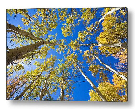 Golden View Looking Up Acrylic Print