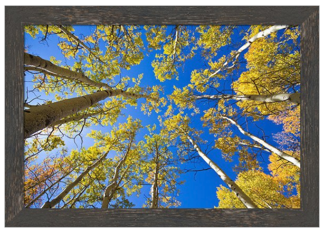 Golden View Looking Up Framed Print