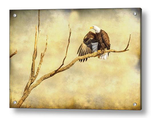 Majestic Eagle Point Acrylic Print