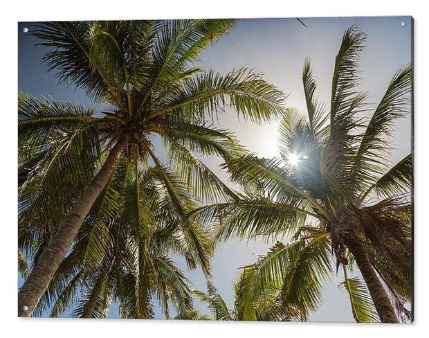 Tropical Sun Acrylic Print