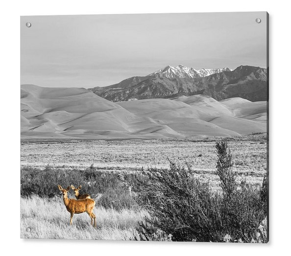Great Colorado Sand Dunes Deer Acrylic Print
