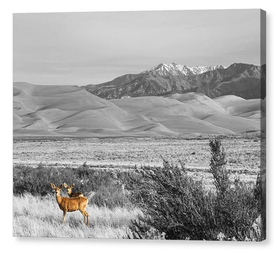 Great Colorado Sand Dunes Deer Canvas Print