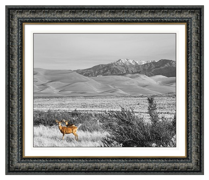 Great Colorado Sand Dunes Deer Framed Print