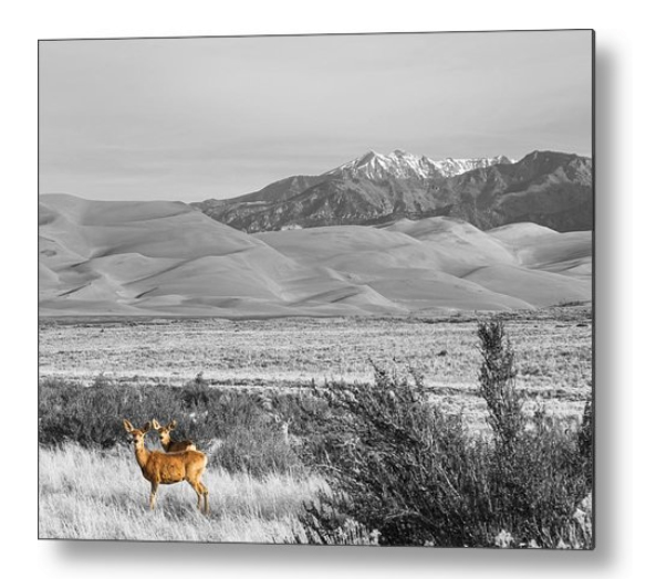 Great Colorado Sand Dunes Deer Metal Print