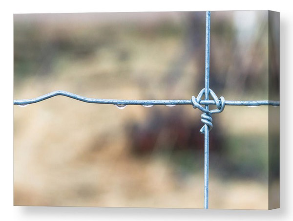Wire Fence Canvas Print