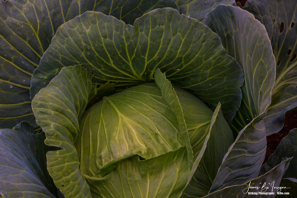 Fresh Vegetable Garden Cabbage Art Print