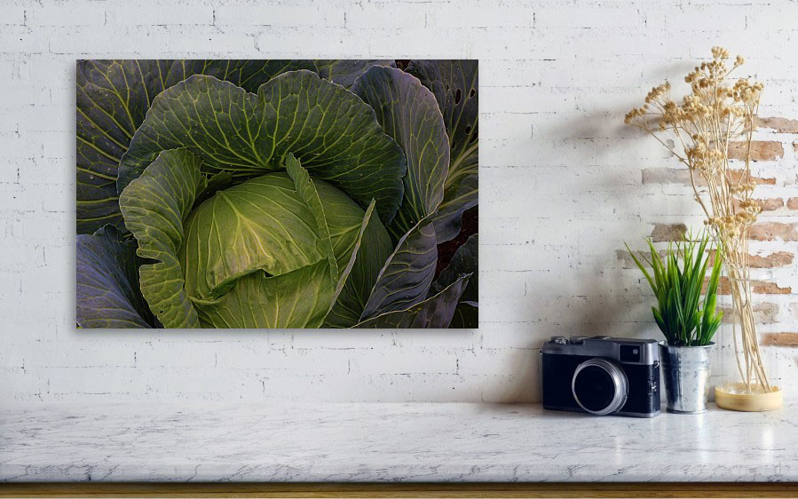 Fresh Raw Cabbage Artwork